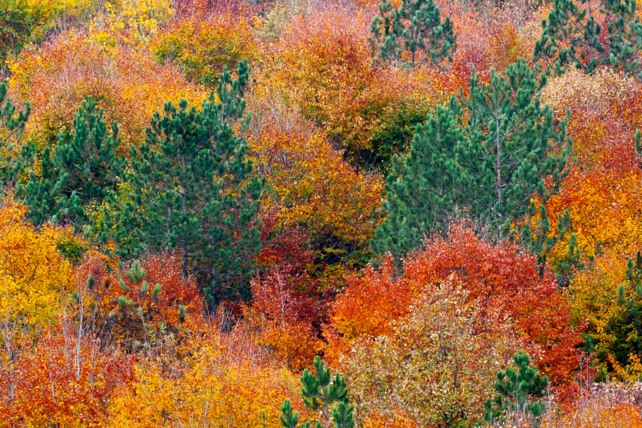 8 Days Experience Fall Foliage in the Altay Region